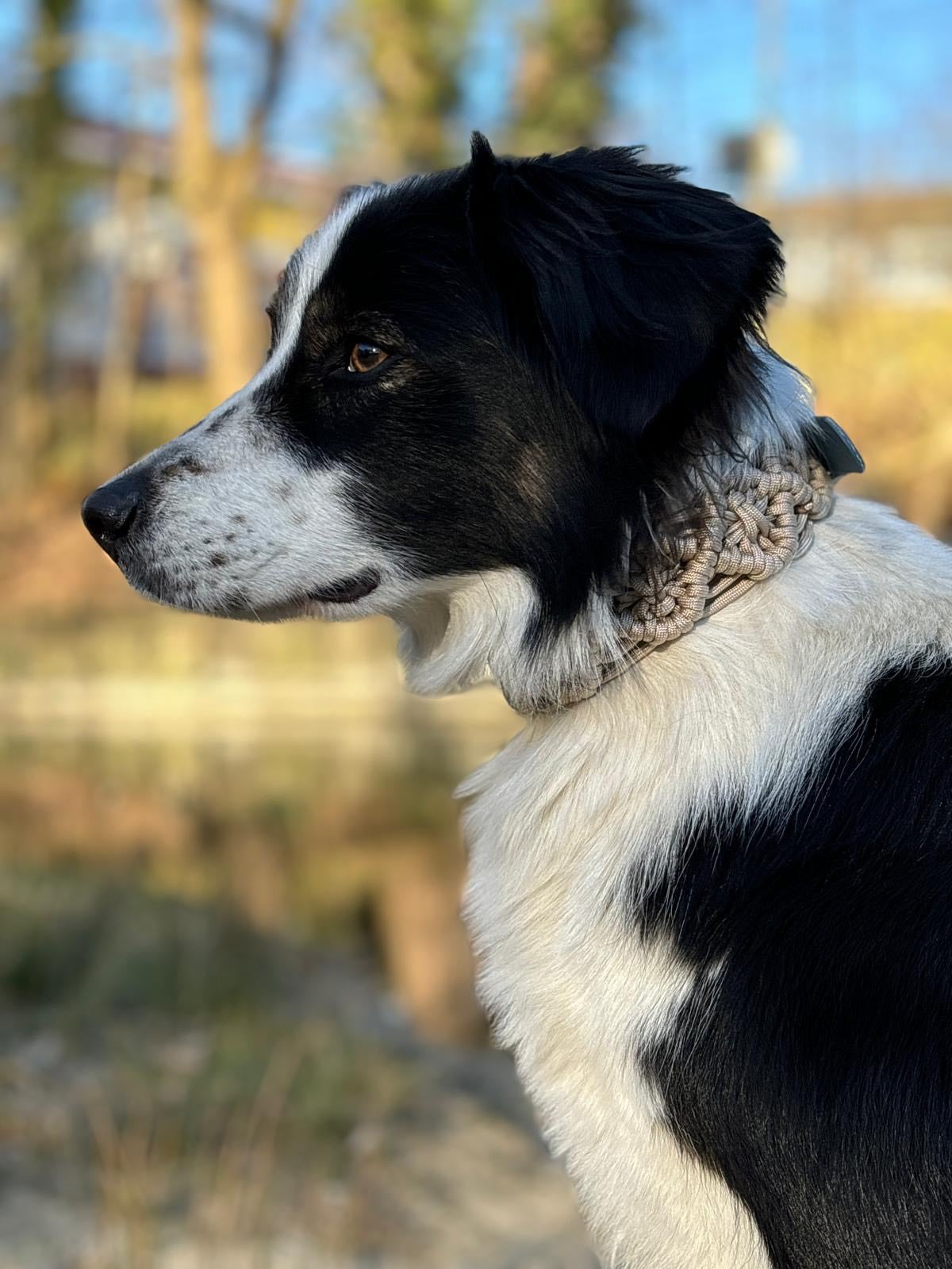 Paracord Hundehalsband Beige – Handgemacht mit Biothane-Schnalle, Robust & Verstellbar