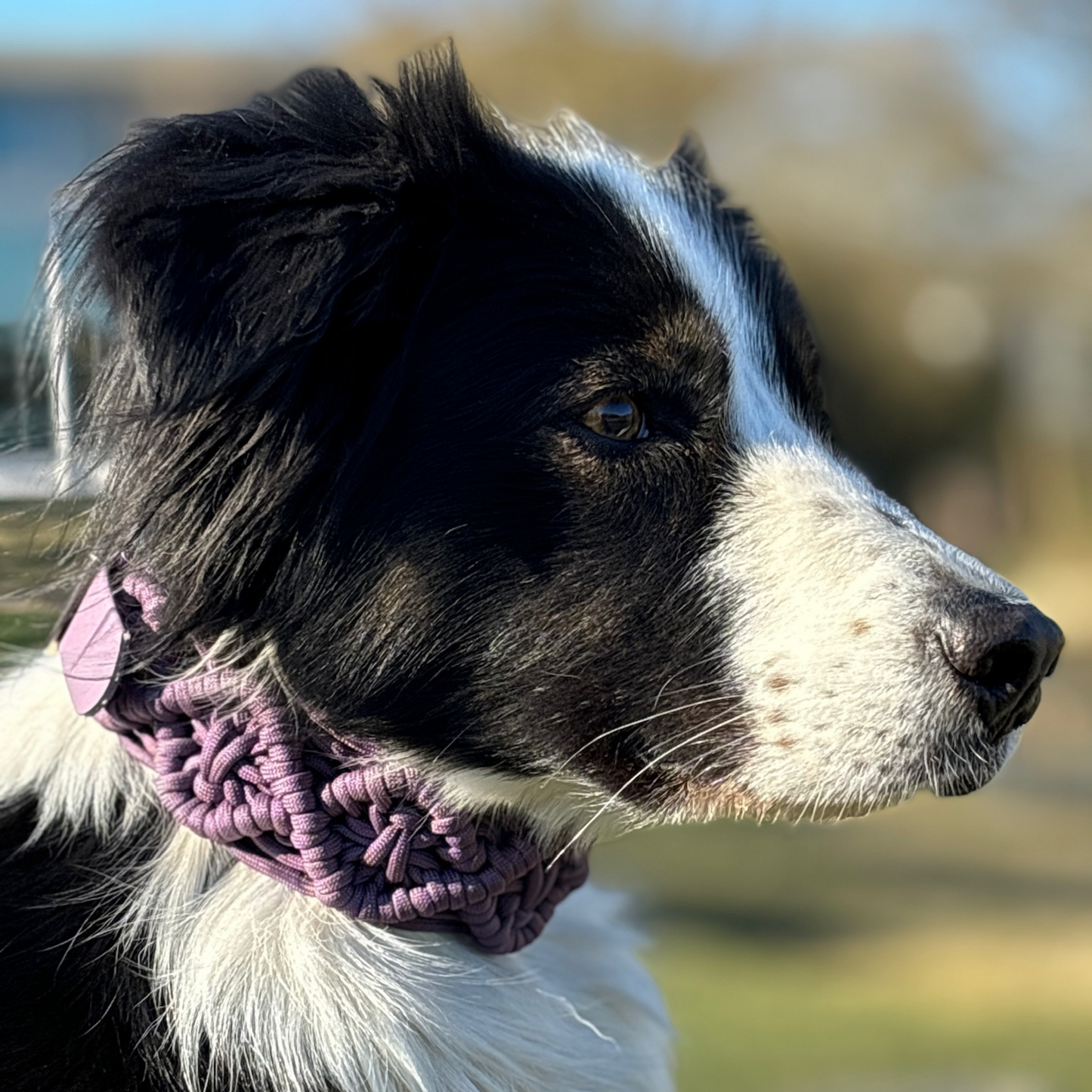 Paracord Hundehalsband Lila – Handgemacht mit Biothane-Schnalle, Robust & Verstellbar
