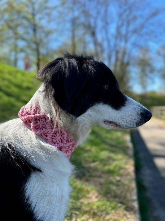 Paracord Hundehalsband Rosa – Handgemacht mit Biothane-Schnalle, Robust & Verstellbar