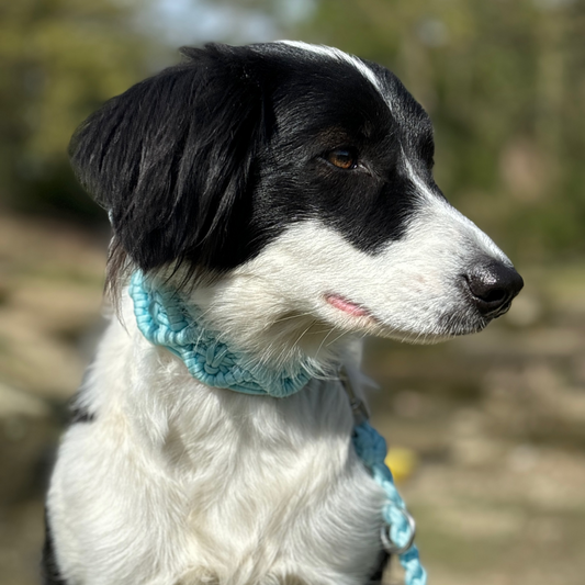 Paracord Hundehalsband Hell-Blau – Handgemacht mit Biothane-Schnalle, Robust & Verstellbar