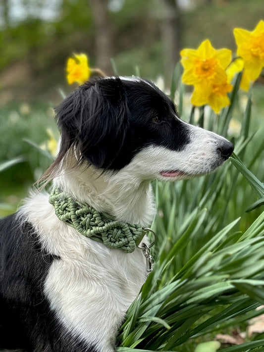 Paracord Hundehalsband Grün – Handgemacht mit Biothane-Schnalle, Robust & Verstellbar